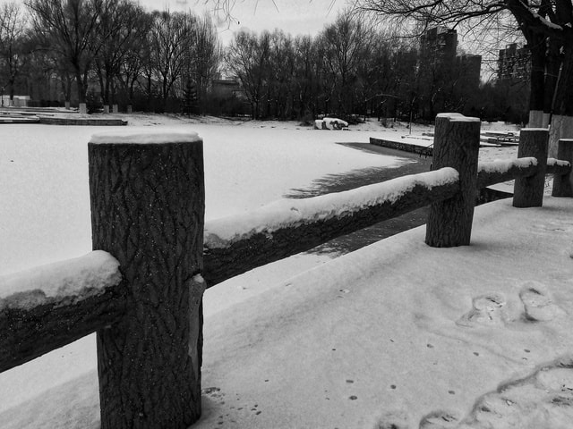 snow-winter-black-and-white-tree-water 图片素材