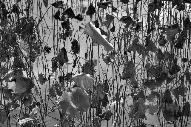 cold-pool 图片素材