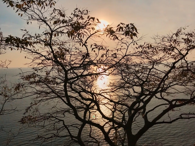 sky-branch-tree-morning-sunlight 图片素材