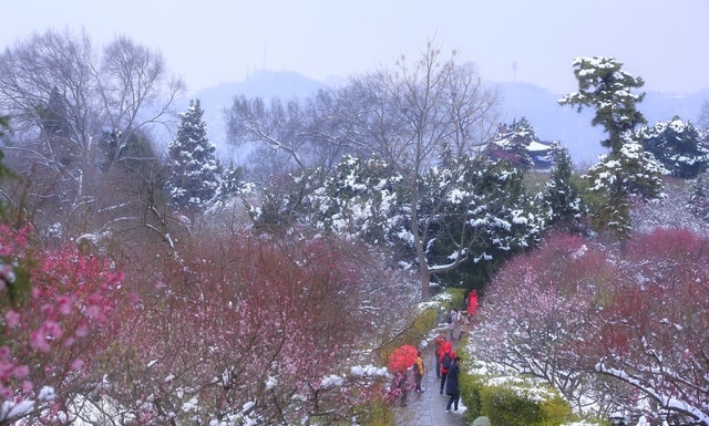 stepping-on-the-snow-snow-tree-winter-atmospheric-phenomenon 图片素材