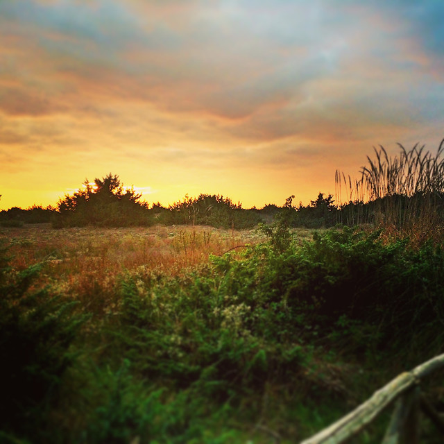 sunset-landscape-nature-dawn-tree 图片素材