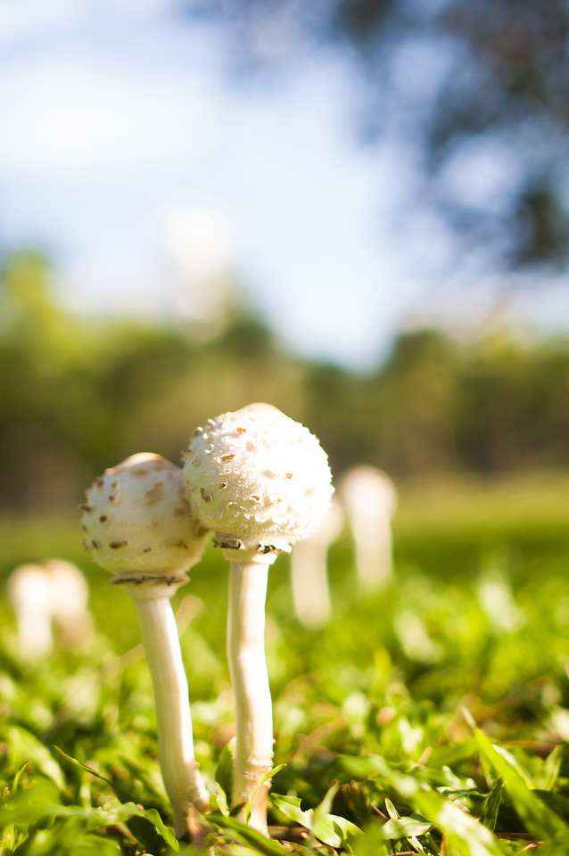 grass-nature-no-person-outdoors-summer 图片素材
