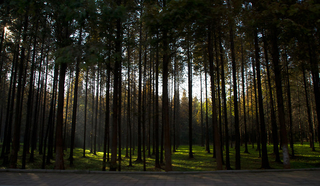 wood-tree-fog-mist-landscape 图片素材