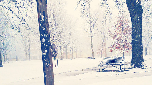 snow-winter-cold-frost-ice 图片素材