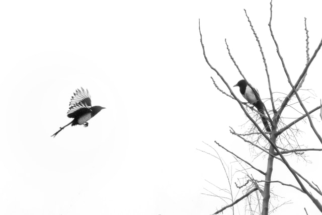 like-the-branches 图片素材