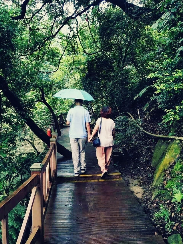 nature-jungle-bridge-tree-natural-environment 图片素材