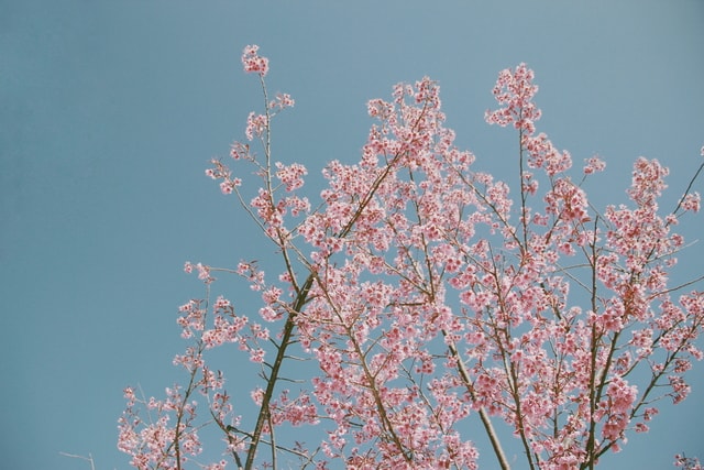 flower-blossom-tree-spring-branch 图片素材