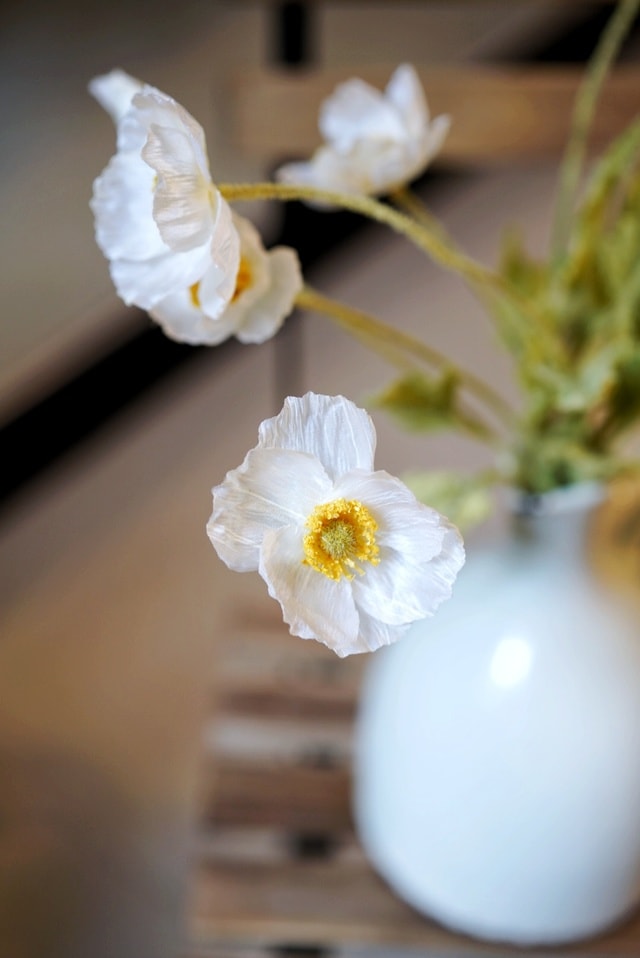 white-petal-flower-plant-vase 图片素材
