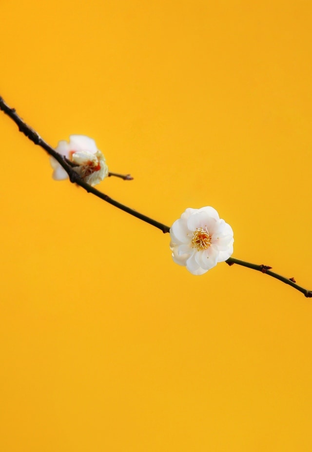 branch-yellow-twig-orange-flower picture material