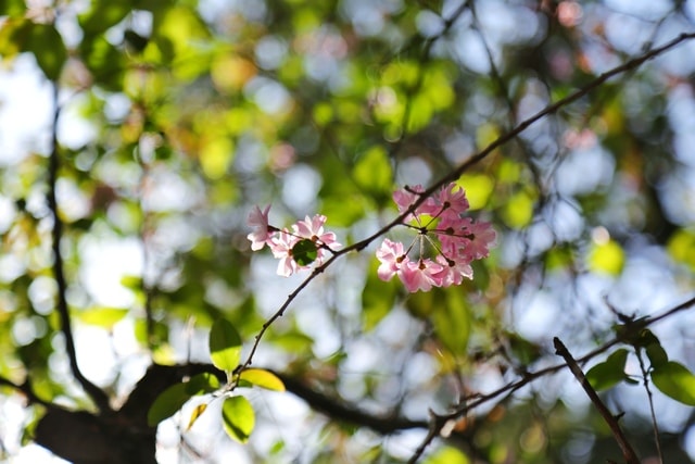 flower-branch-spring-plant-tree 图片素材