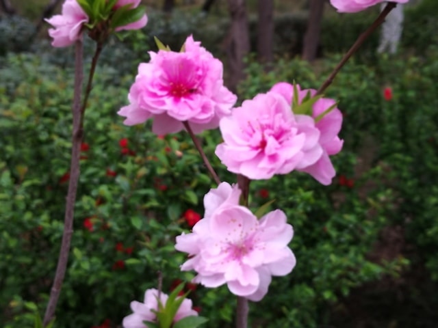 flower-flowering-plant-petal-plant-pink 图片素材