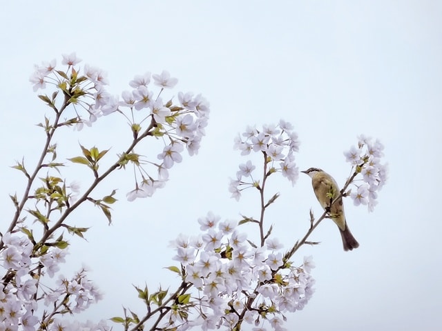 bird-flower 图片素材