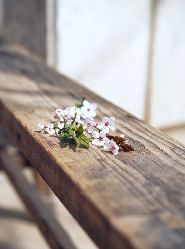 photograph-flower-spring-plant-wood 图片素材
