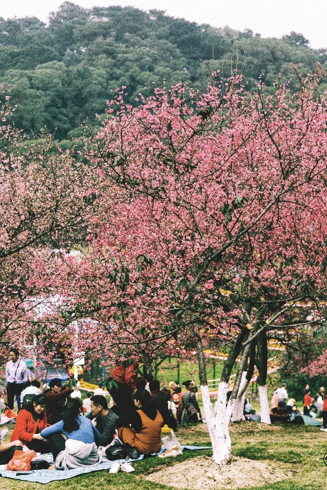 tree-flower-spring-plant-blossom 图片素材