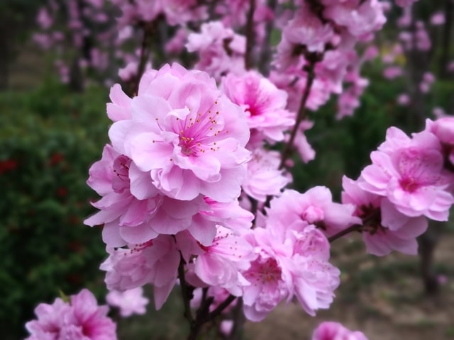 lilac-flower-flowering-plant-plant-pink picture material