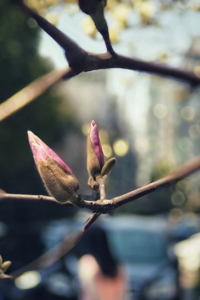 magnolia-flower-bone picture material