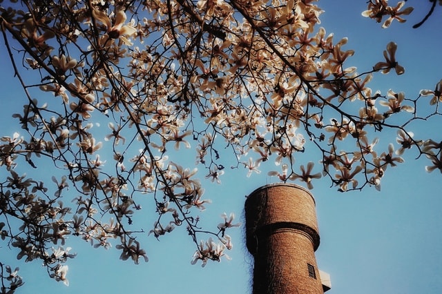 blossom-branch-spring-flower-tree 图片素材