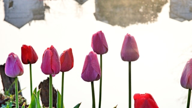 song-of-spring picture material