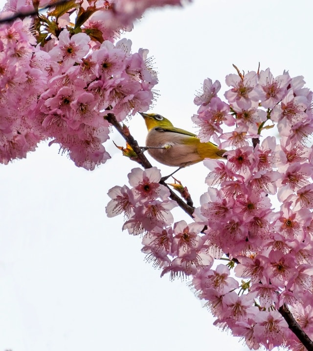 bird-flower 图片素材