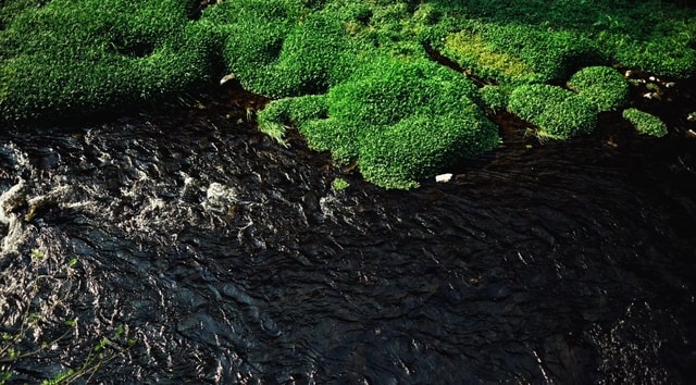 nature-vegetation-green-natural-landscape-grass 图片素材