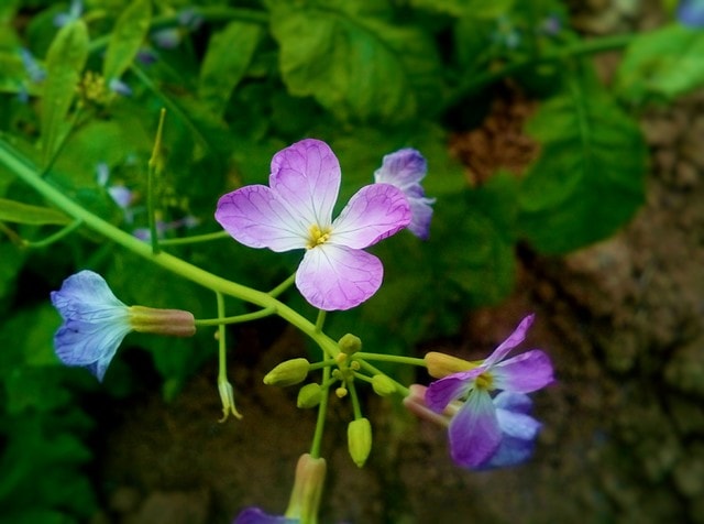 flower-flowering-plant-plant-petal-botany 图片素材