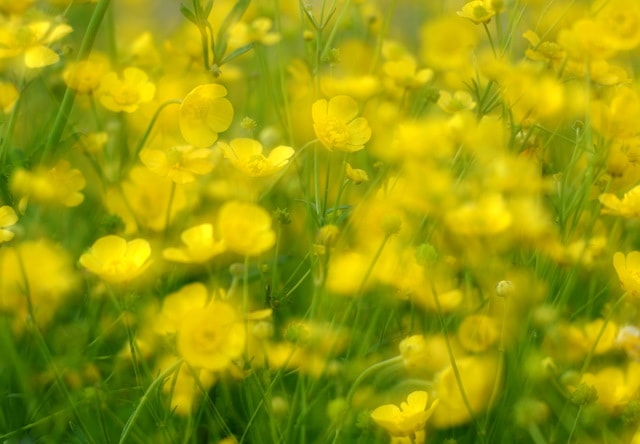 flower-yellow-plant-flowering-plant-natural-environment 图片素材