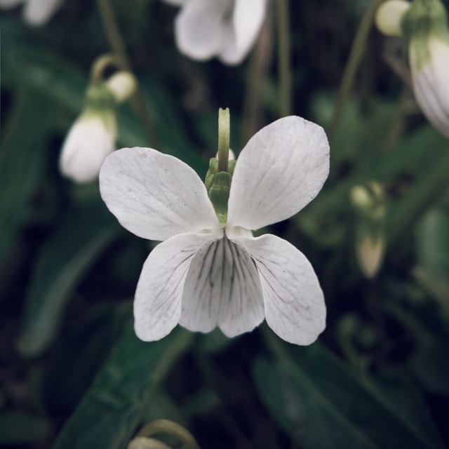 flower-white-petal-plant-flowering-plant 图片素材