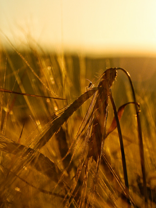 dawn-wheat-sunset-gold-cereal 图片素材