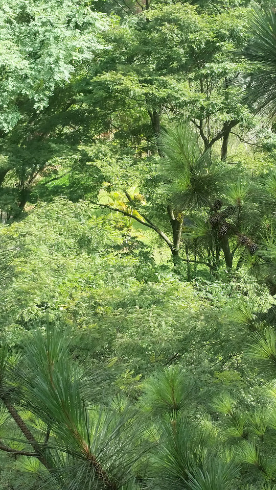nature-tree-wood-leaf-flora 图片素材