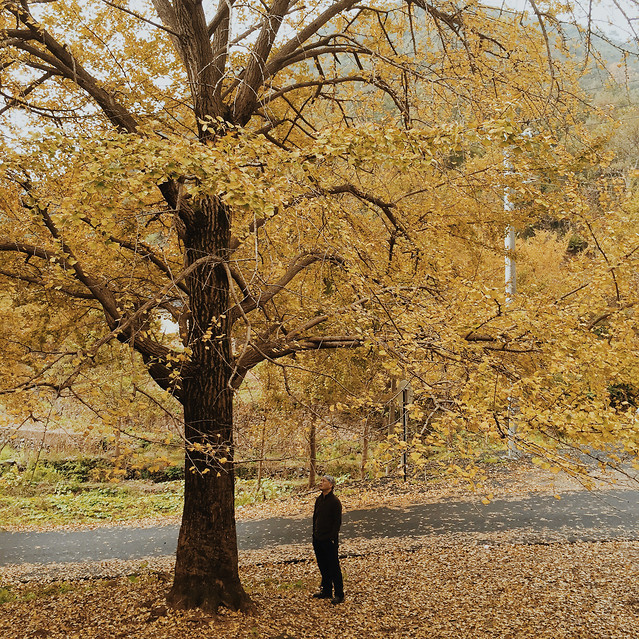 fall-tree-landscape-wood-park 图片素材