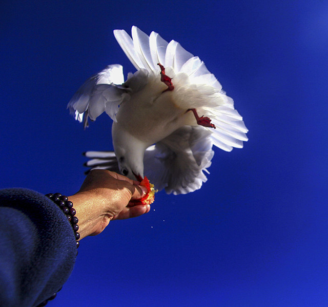 sky-bird-feather-people-one 图片素材