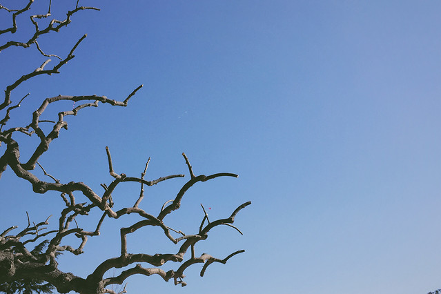 sky-tree-branch-leaf-bird 图片素材