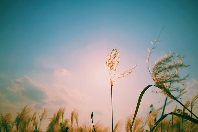 sun-sky-nature-sunset-summer 图片素材
