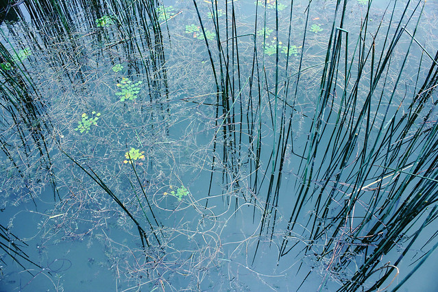 nature-no-person-water-desktop-green 图片素材