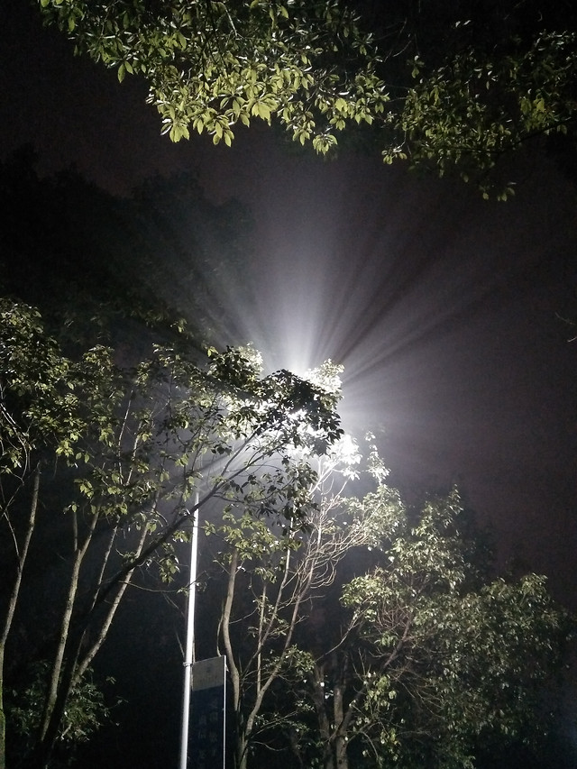 no-person-nature-tree-wood-landscape 图片素材