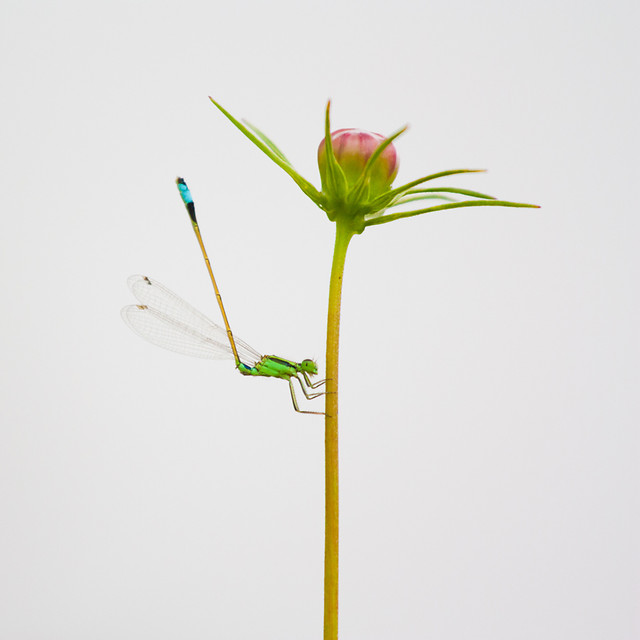 flower-nature-flora-leaf-growth 图片素材