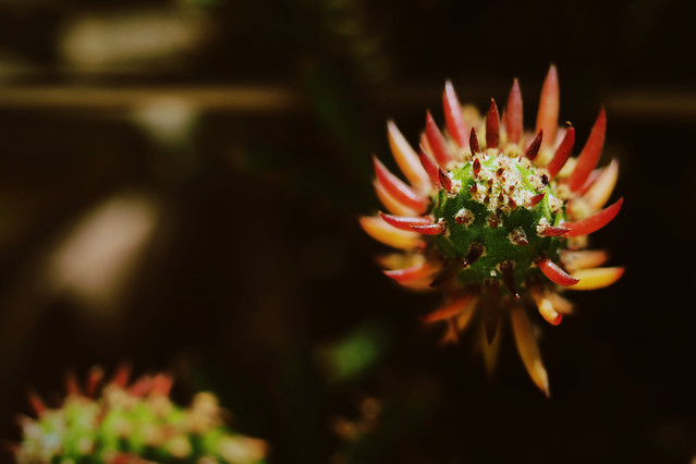 no-person-flower-nature-blur-outdoors 图片素材