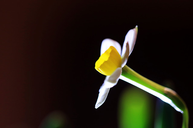 no-person-nature-flower-blur-plant 图片素材