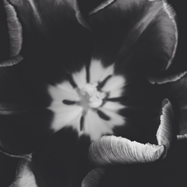 monochrome-no-person-people-one-flower picture material