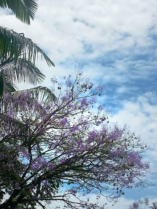 tree-nature-sky-no-person-flora picture material
