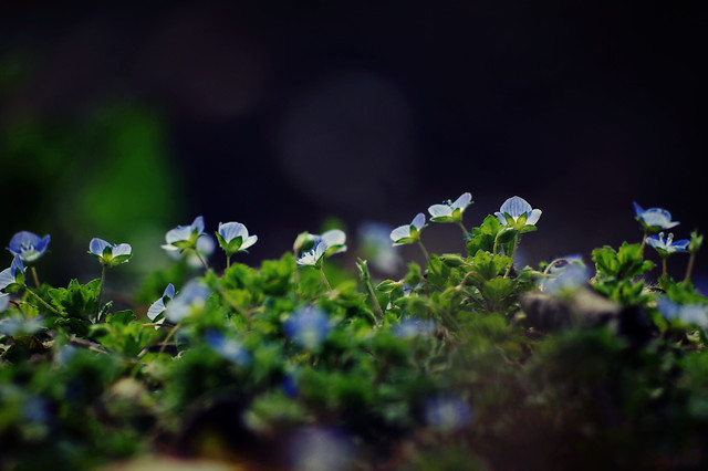 flora-leaf-flower-growth-nature 图片素材