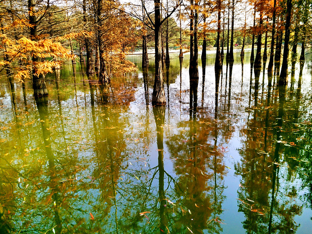 reflection-water-nature-leaf-ecosystem picture material