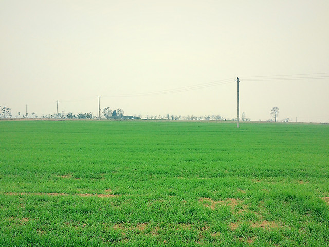 field-landscape-grass-environment-agriculture 图片素材