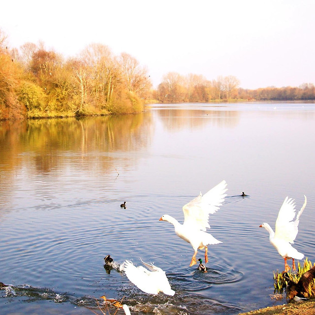 water-lake-bird-swan-reflection picture material