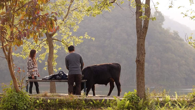 tree-outdoors-people-mammal-agriculture 图片素材