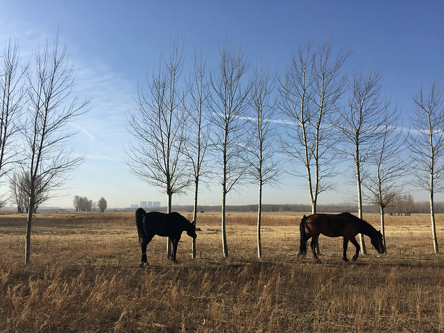 cavalry-mammal-no-person-landscape-mare picture material