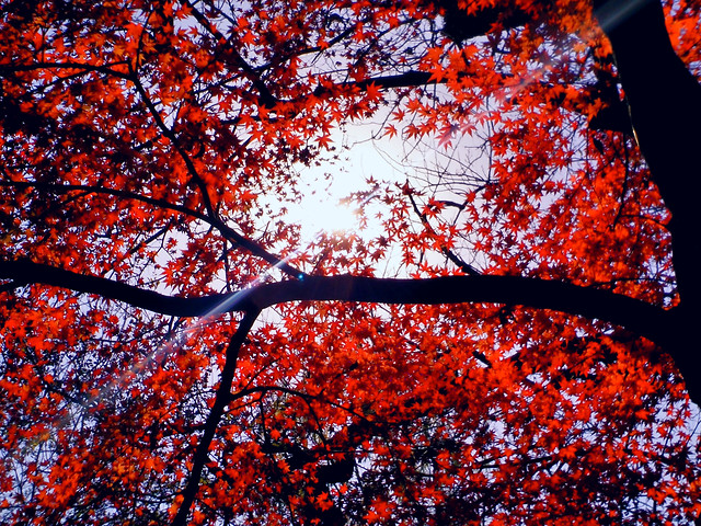 fall-no-person-leaf-desktop-tree picture material