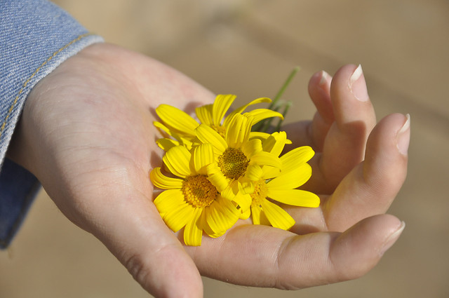 flower-yellow-nature-medicine-summer 图片素材