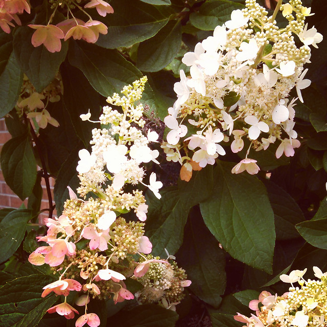 flower-nature-garden-flora-floral 图片素材