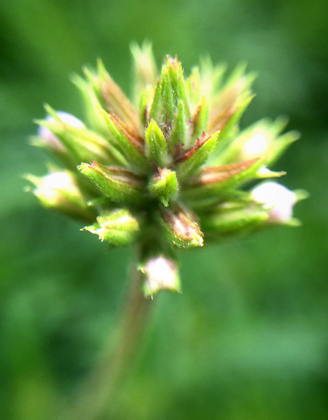 nature-no-person-leaf-summer-outdoors 图片素材